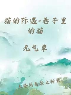 猫的际遇-巷子里的猫