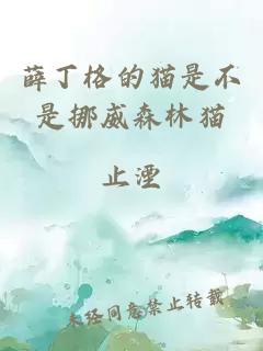 薛丁格的猫是不是挪威森林猫